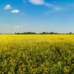 Canola Oil nutrition facts