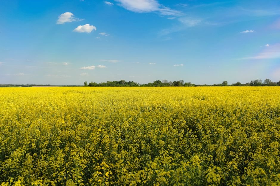 Canola Oil nutrition facts