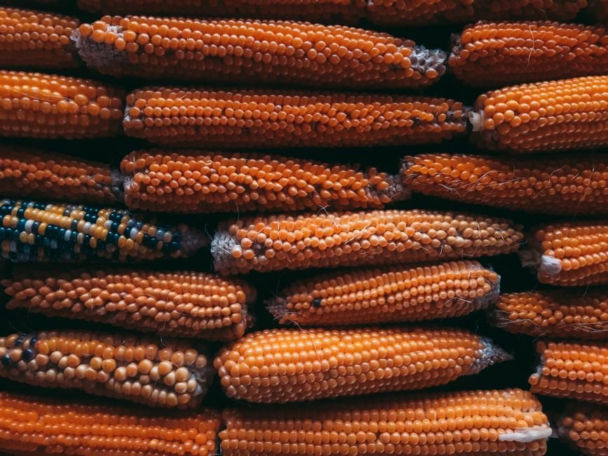 corn kernels