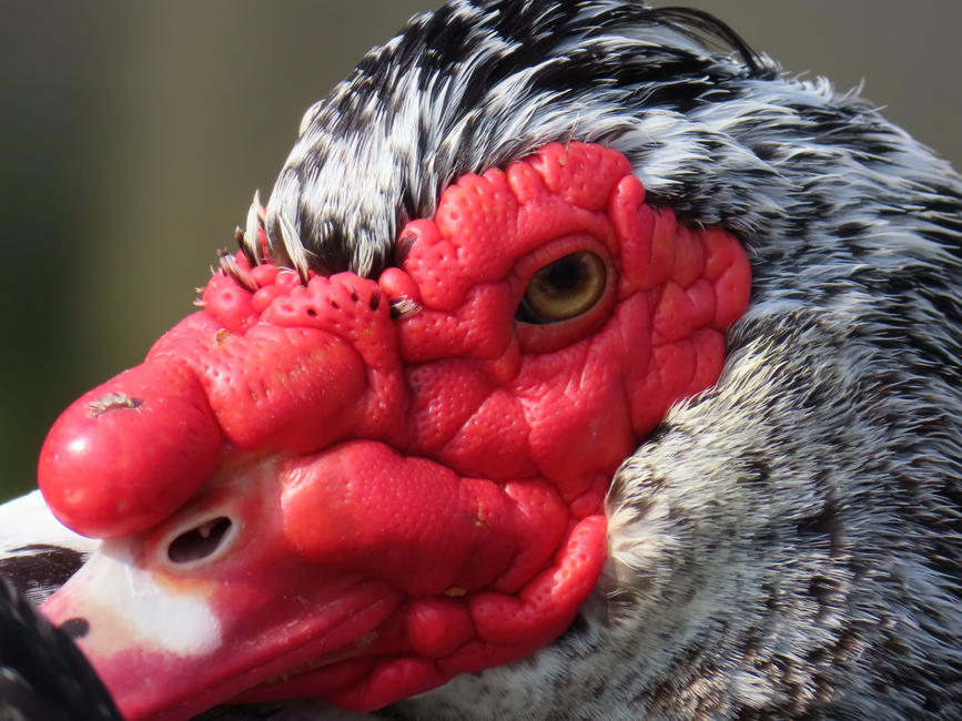 duck without skin