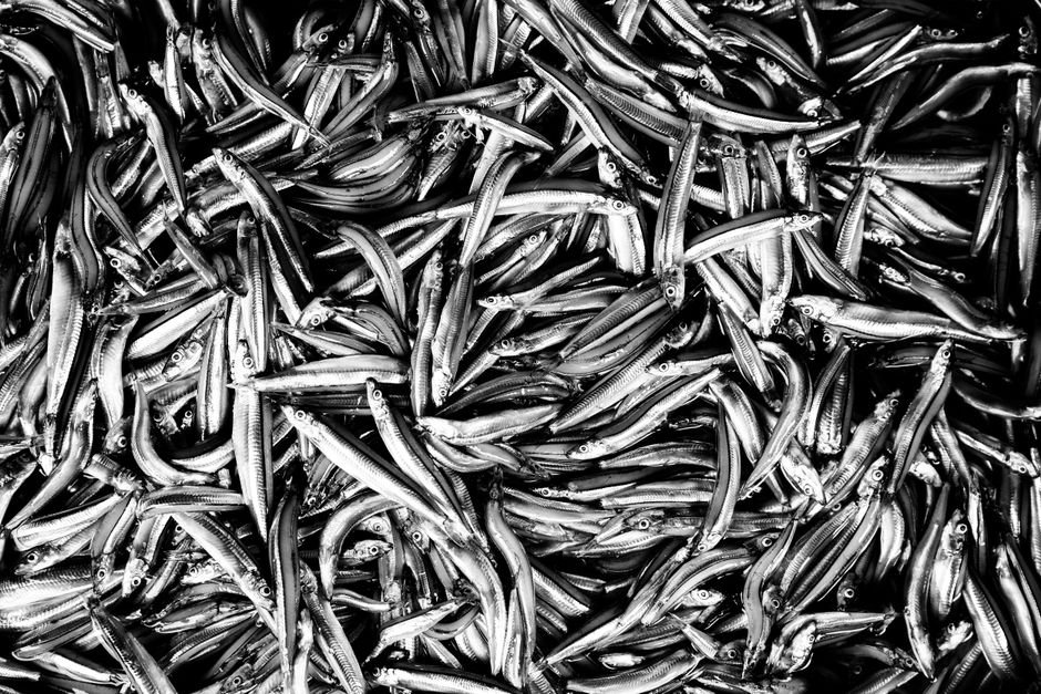 fresh anchovies