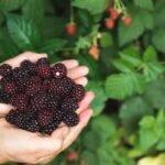 Blackberries nutrition facts