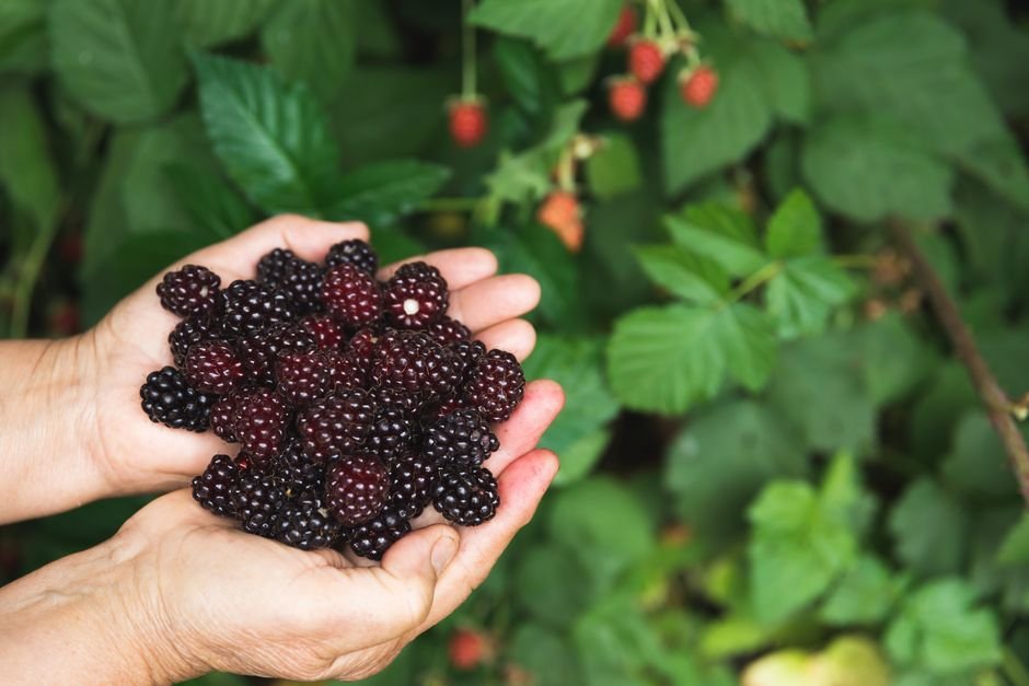 Blackberries nutrition facts