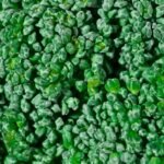 Broccoli nutrition facts