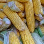 Corn nutrition facts