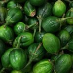 Eggplant nutrition facts