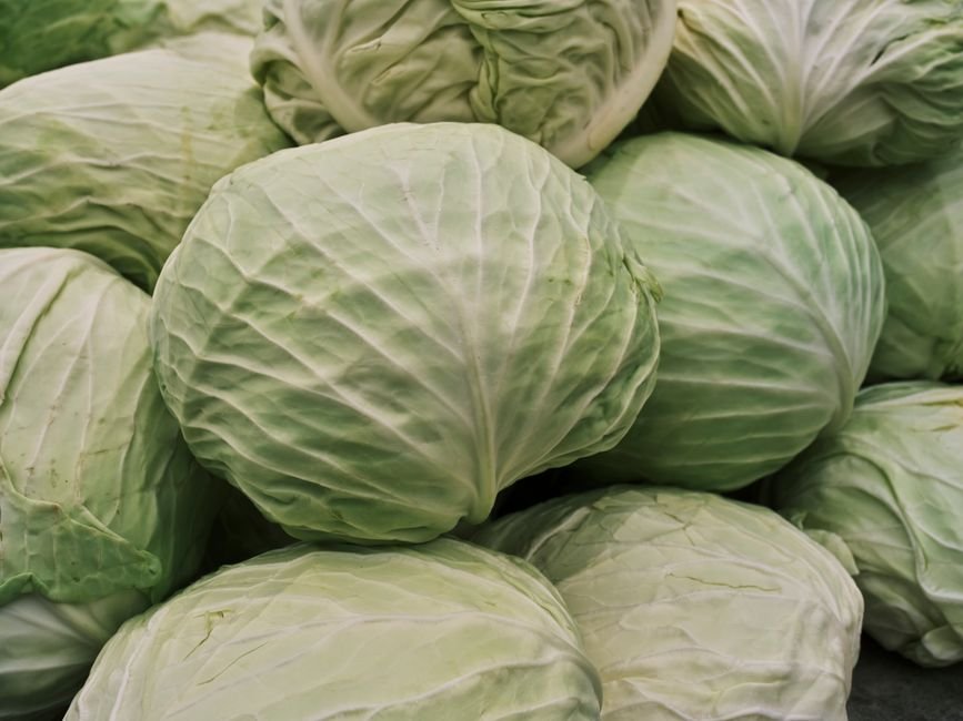 Cabbage nutrition facts