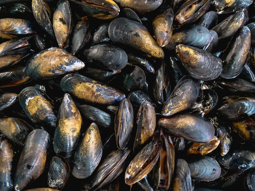 Mussels nutrition facts