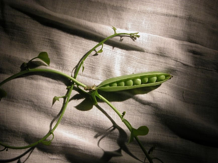 fresh peas in pod