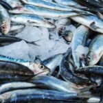 Sardines nutrition facts