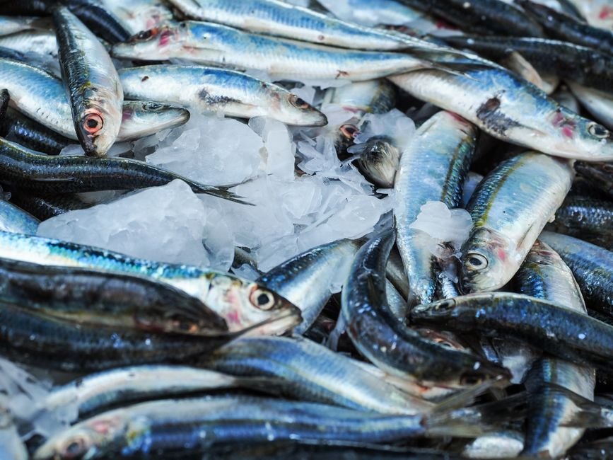 Sardines nutrition facts