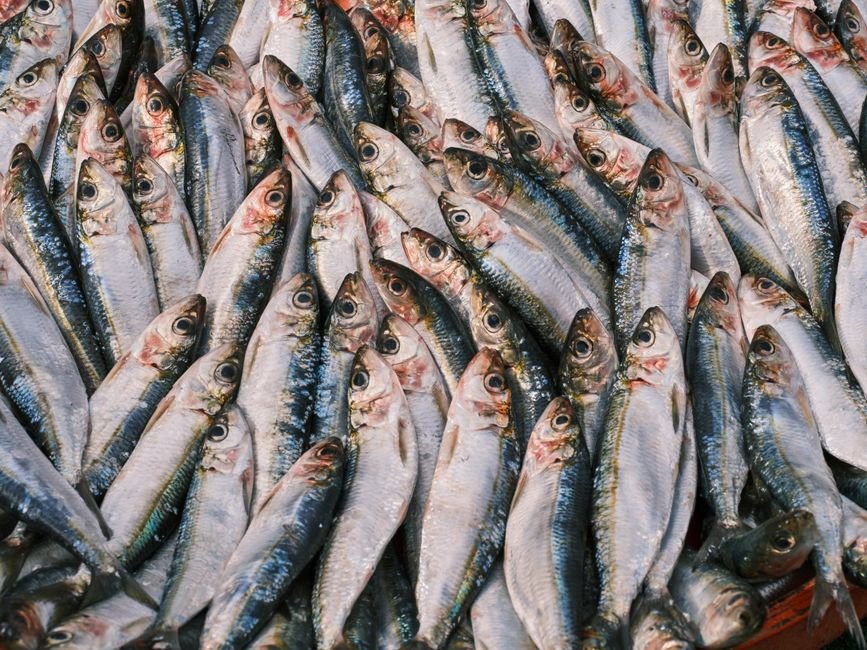 fresh sardines