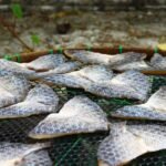Tilapia nutrition facts