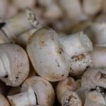 Mushrooms nutrition facts