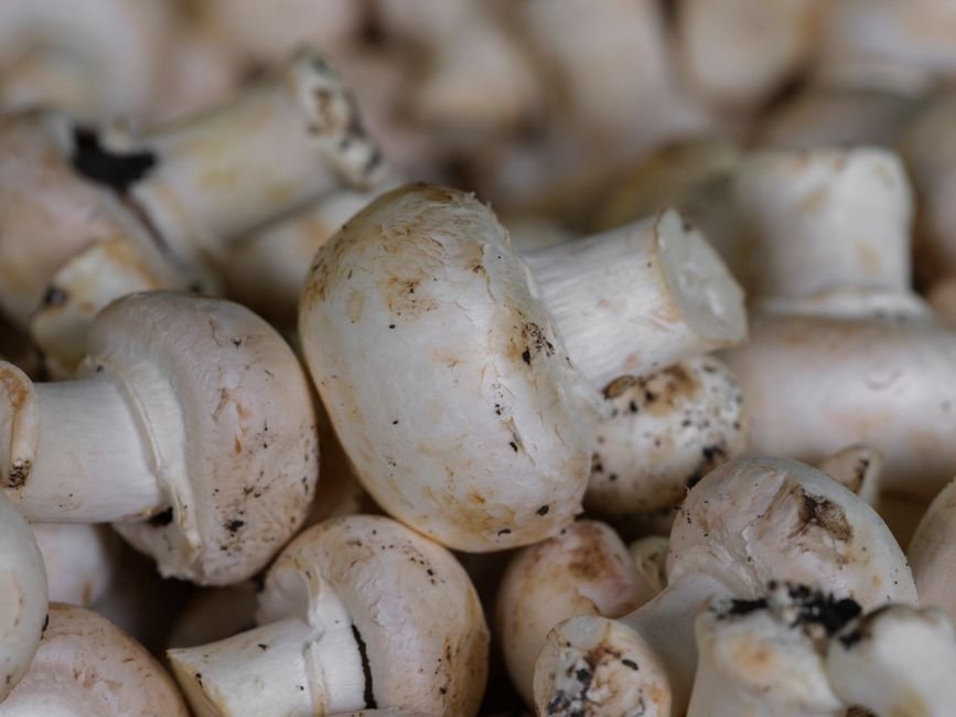Mushrooms nutrition facts