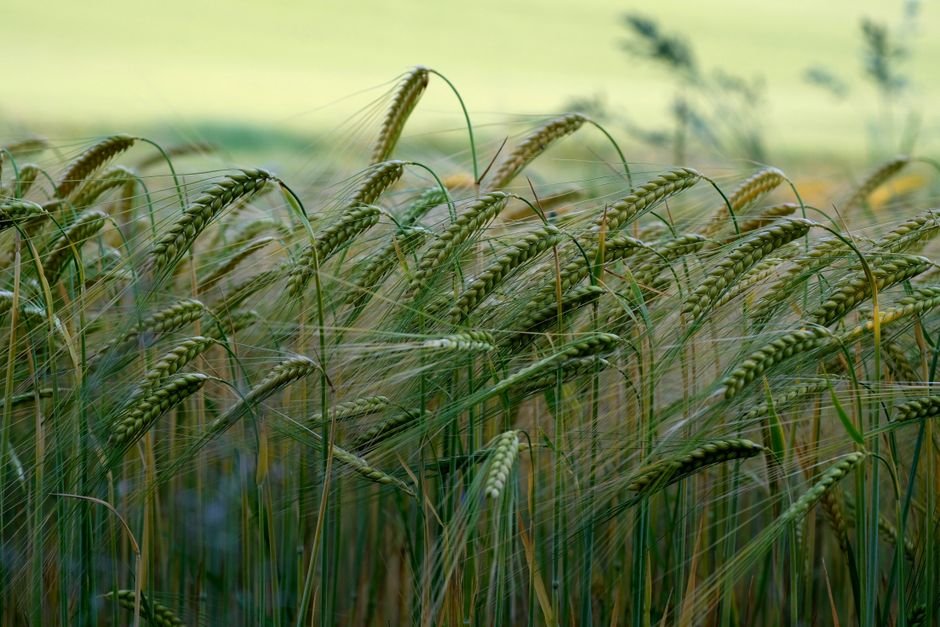 hulled barley