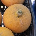 Cantaloupe nutrition facts